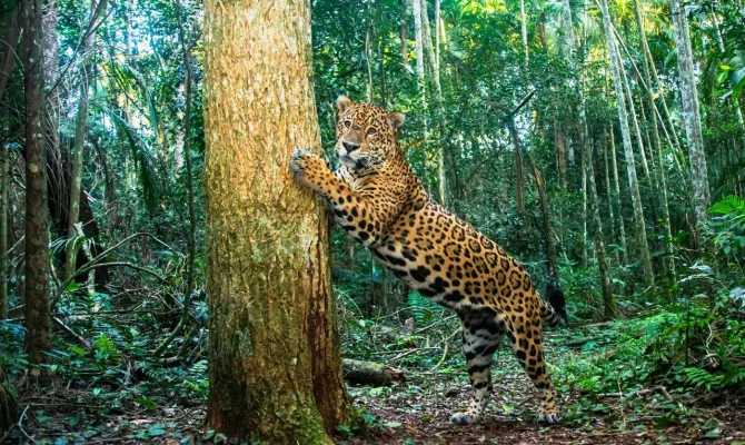 Vamos juntos cuidar das onças do Iguaçu?
