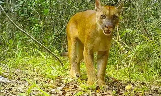 Felinos da Juréia-Itatins | fase 2