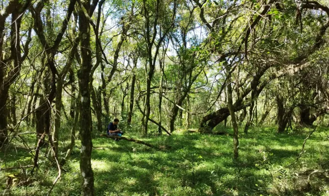 Restauração Florestal na Mata de Araucárias